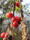 Dioscorea communis